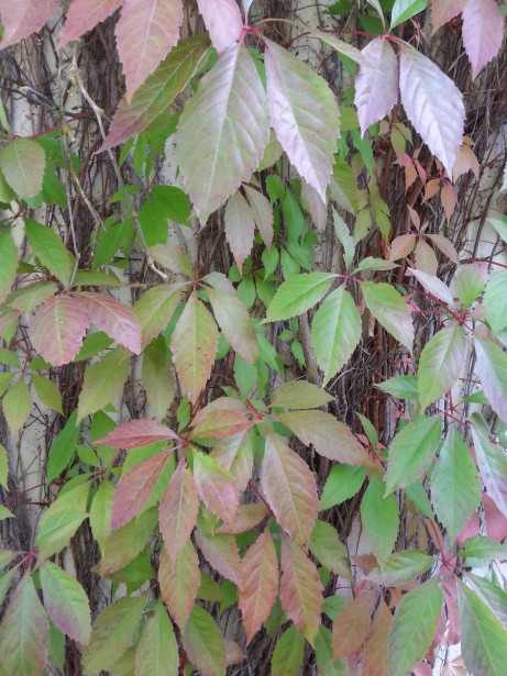 Imukärhivilliviini Parthenocissus quinq. Viheraarni Engelmannii