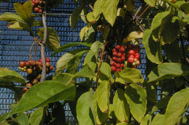 Palsamiköynnös Viheraarni Schisandra Chinensis