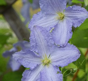 Loistokärhö Clematis Viheraarni Blue Angel