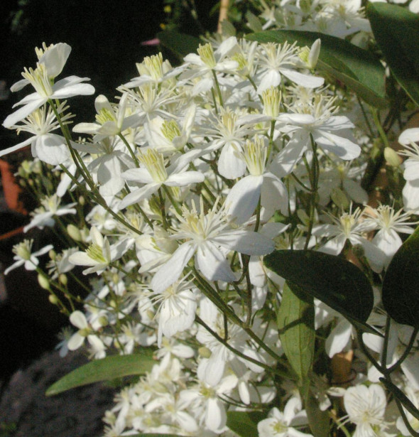 Lumikärhö Clematis Viheraarni Summer Snow