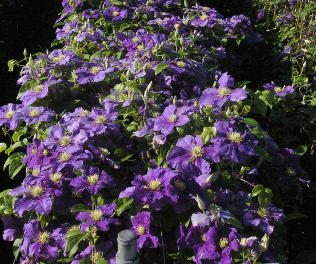 Tarhakellokärhö Clematis Integrifolia-ryhmä Viheraarni Arabella