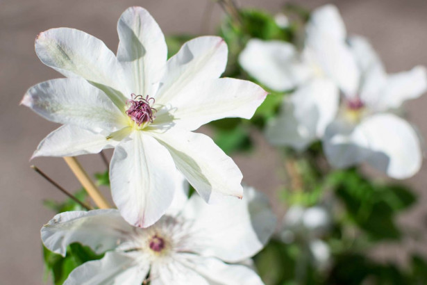 Loistokärhö Clematis Viheraarni Matka U. Ledochowska