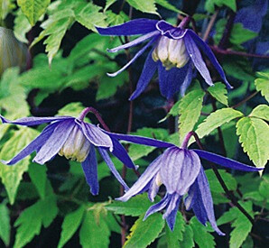 Tarha-alppikärhö Clematis Alpina-ryhmä Viheraarni Frankie