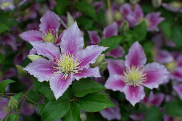 Loistokärhö Clematis Viheraarni Piilu