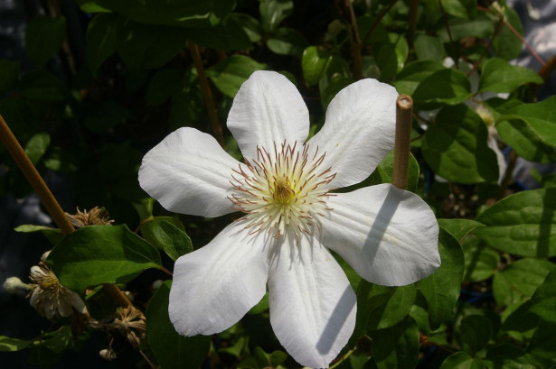 Loistokärhö Clematis Viheraarni Jerzy Popieluszko