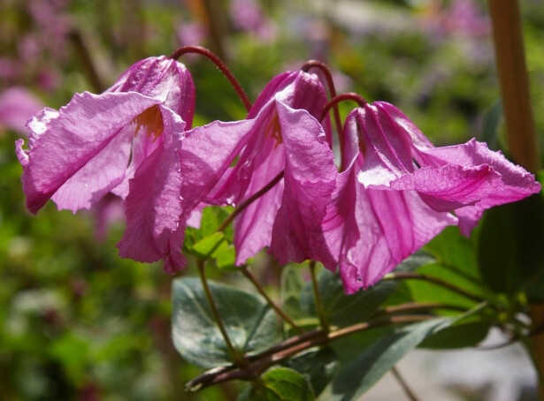 Tarhakellokärhö Clematis Integrifolia-ryhmä Viheraarni Aljonushka