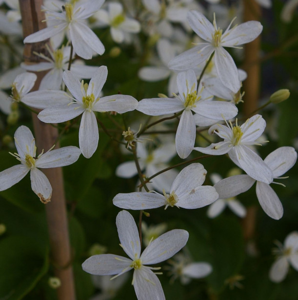 Mantsuriankärhö Clematis mandschurica Viheraarni