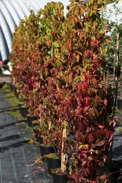 Säleikkövilliviini Viheraarni Parthenocissus Inserta 150-200