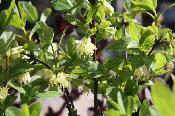 Hunajamarja Lonicera caerulea var. Kamtschatica Viheraarni Siniczka