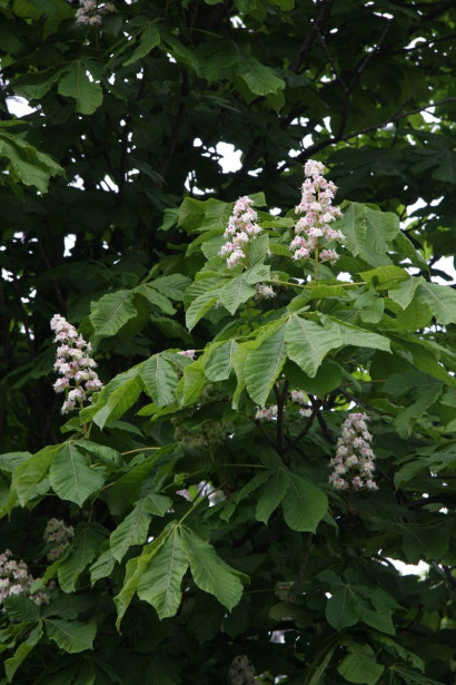 Hevoskastanja Aesculus hippocastanum Viheraarni 150-200