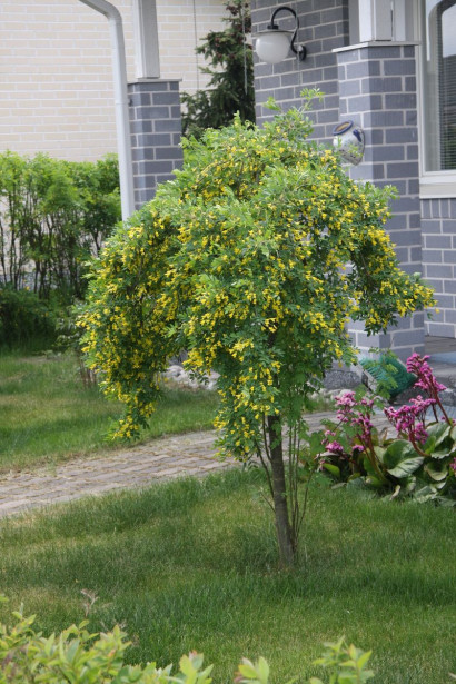 Riippahernepuu Caragana arborescens Viheraarni Pendula 120