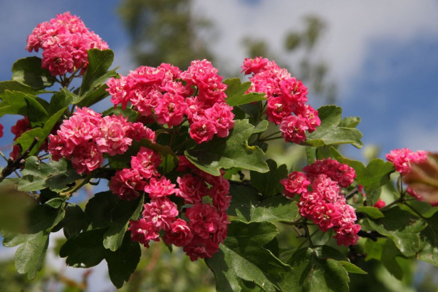 Ruusuorapihlaja Crataegus x media Viheraarni Pauls Scarlet 150-200