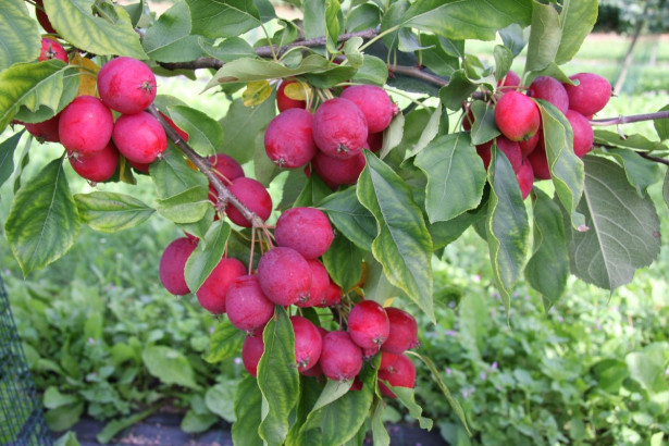 Paratiisiomenapuu Malus Viheraarni Dolgo 150-200