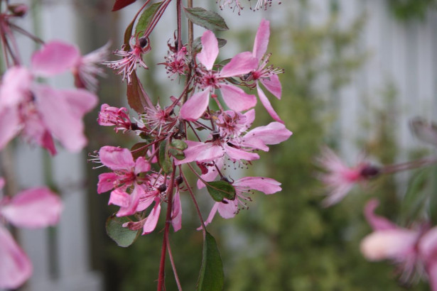 Purppuraomenapuu Malus Viheraarni Royal Beauty 150