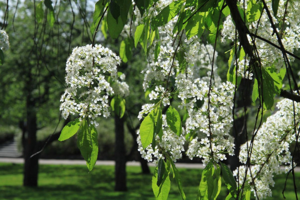 Pilvikirsikka Prunus pensylvanica Viheraarni 150-200