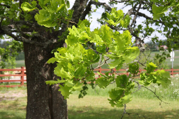 Tammi Quercus robur Viheraarni 150-200