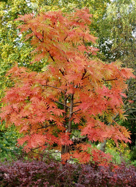 Tuurenpihlaja Sorbus Viheraarni Dodong 150-200