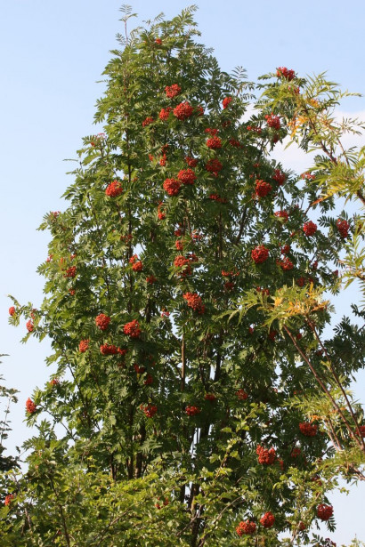 Pylväspihlaja Sorbus aucuparia Viheraarni Fastigiata 150-200