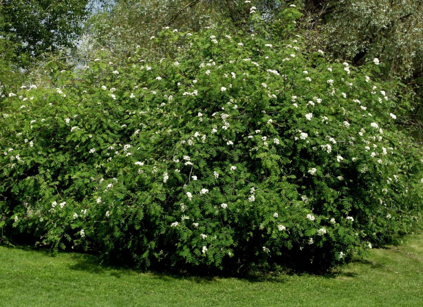 Riippapihlaja Sorbus aucuparia Viheraarni Pendula 180