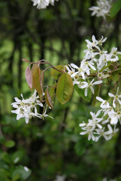 Sirotuomipihlaja Amelanchier laevis Viheraarni 150-200