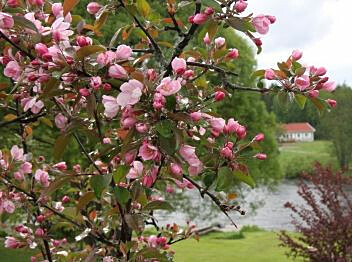 Purppuraomenapuu Viheraarni Malus Kadetti