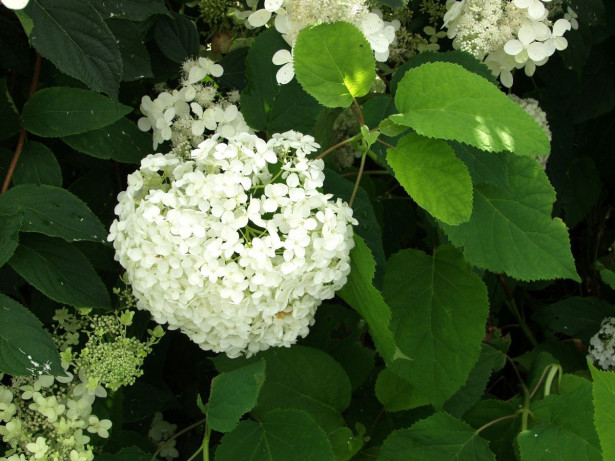 Rungollinen syyshortensia Hydrangea paniculata Viheraarni, eri lajikkeita