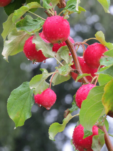 Paratiisiomenapuu Viheraarni Malus Rescue 150-200