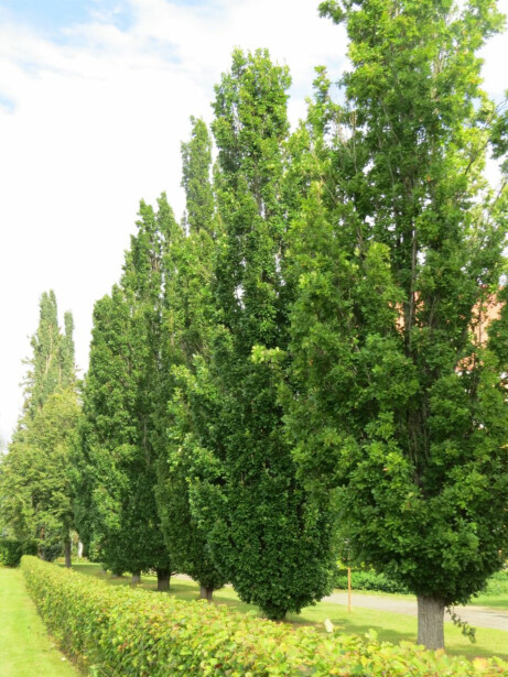 Kartiotammi Viheraarni Quercus Robur Fastigiata 150-200