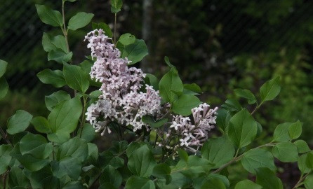 Pikkusyreeni Syringa meyeri Viheraarni Palibin 80