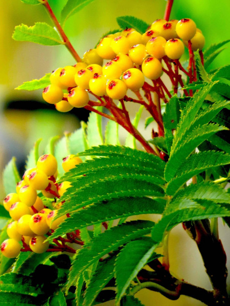 Keltamarjainen pylväspihlaja Sorbus Viheraarni Autumn Spire 150-200