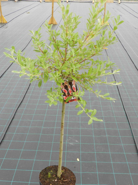 Mirripaju Salix gracilistyla Viheraarni MT Aso 120