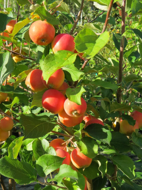 Paratiisiomenapuu Viheraarni Malus Erstaa 6-8 satoikäinen