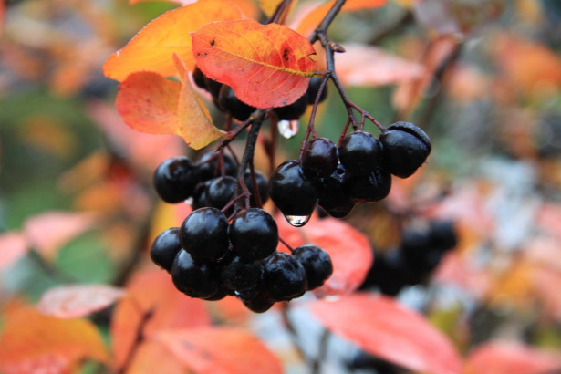 Aronia Melanocarpa