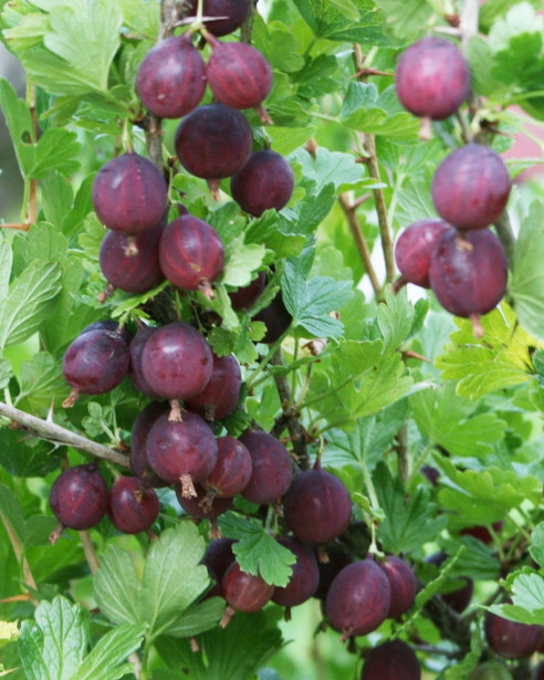 Karviainen Ribes Viheraarni Lepaan Punainen