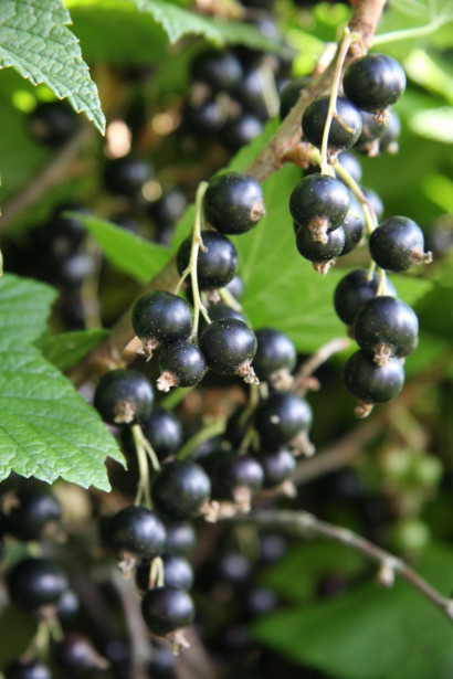 Mustaherukka Ribes nigrum Viheraarni Öjebyn