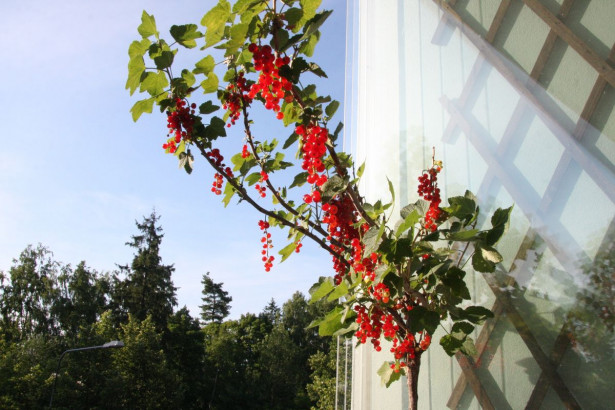Rungollinen punaherukka Ribes rubrum Viheraarni