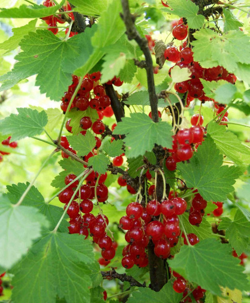 Punaherukka Ribes Viheraarni Punainen Hollantilainen