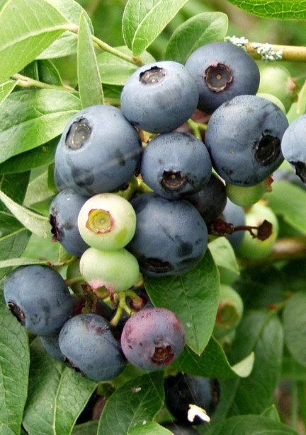 Tarhapensasmustikka Vaccinium Viheraarni North Blue