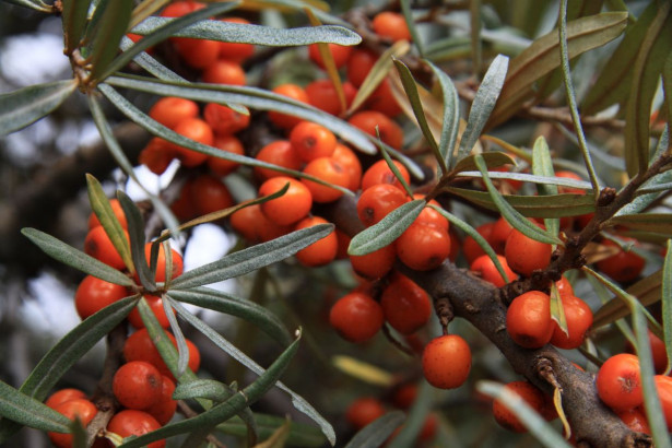 Tyrni emikasvi Hippophae rhamnoides Viheraarni Persikkatyrni