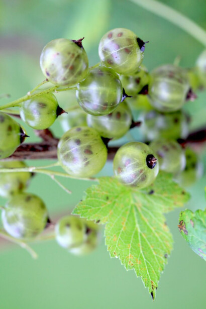 Viherherukka Viheraarni Ribes Nigrum Venny