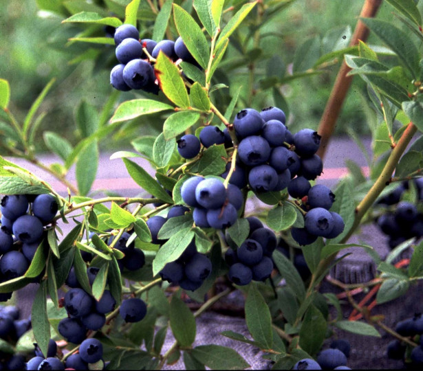 Tarhapensasmustikka Vaccinium Viheraarni Aino