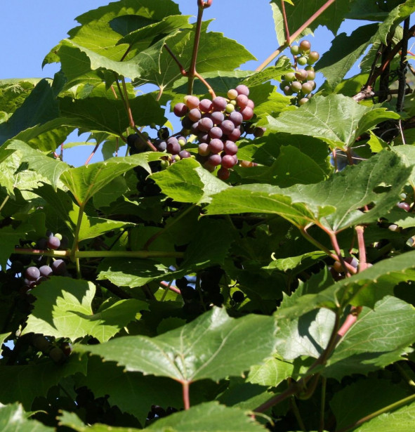 Viiniköynnös Vitis Viheraarni Jubileinaja Novgoroda