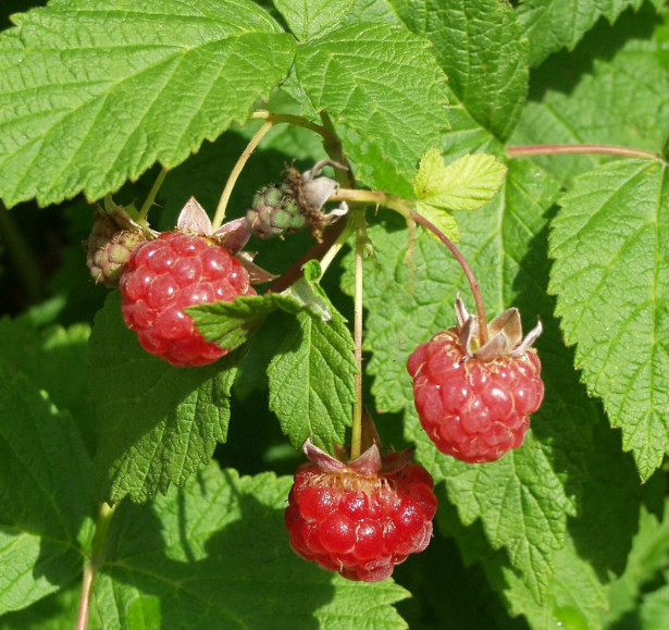 Vadelma Rubus idaeus Viheraarni Muskoka