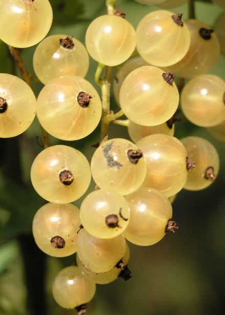 Valkoherukka Ribes Viheraarni Lepaan Valkea