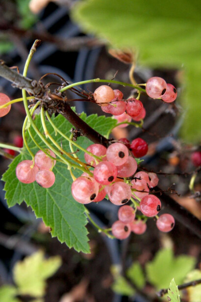 Vaaleanpunainen Herukka Viheraarni Ribes Rubrum Aili