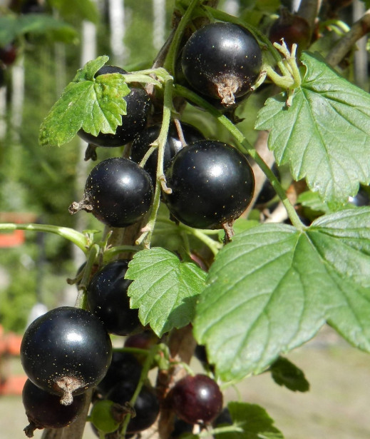 Mustaherukka Ribes nigrum Viheraarni Mikael