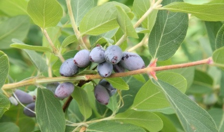 Hunajamarja Lonicera caerulea var. Kamtschatica Viheraarni Onni