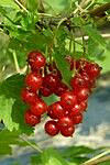 Punaherukka Katri Viheraarni Ribes Rubrum Katri
