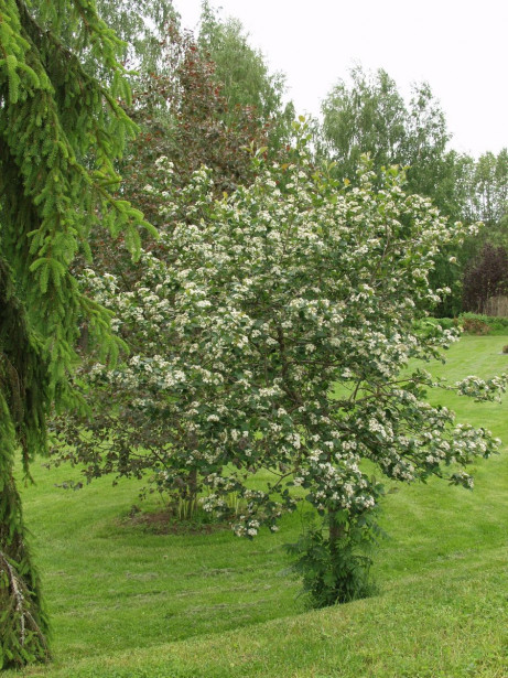 Marja-aroniapuu Aronia Viheraarni Viking 150-200