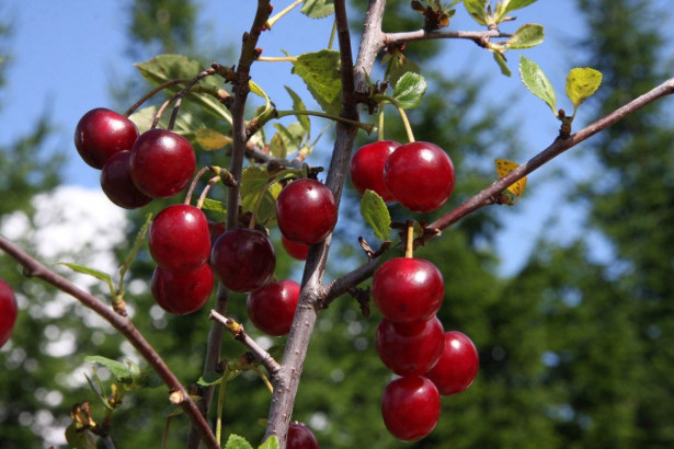 Kirsikka Prunus cerasus Viheraarni Varjomorelli